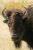 Say Hello to the American Bison Journal - 150 Page Lined Notebook/Diary (Paperback) - Cool Image Photo