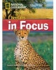 Cheetahs in Focus (Paperback) - Rob Waring Photo