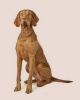 Wirehaired Vizsla -  Dog Journal/Notebook/Diary (Paperback) - Artified Pets Photo