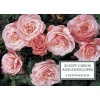 Tin Box of 20 Gift Cards and Envelopes: Roses (Cards) - Peony Press Photo