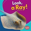 Look, a Ray! (Hardcover) - Tessa Kenan Photo