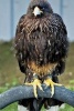 Caracara Falcon Perched on a Branch - Blank 150 Page Lined Journal for Your Thoughts, Ideas, and Inspiration (Paperback) - Unique Journal Photo