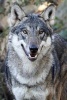 Happy Gray Wolf Canis Lupus Journal - 150 Page Lined Notebook/Diary (Paperback) - Cs Creations Photo