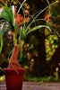 Ponytail Palm Plant in a Pot - Blank 150 Page Lined Journal for Your Thoughts, Ideas, and Inspiration (Paperback) - Unique Journal Photo