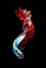 Red Dragon Siamese Fighting Fish Journal - 150 Page Lined Notebook/Diary (Paperback) - Cool Image Photo