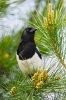 A Beautiful Black and White Magpie Bird on a Tree Branch in the Summer Journal - 150 Page Lined Notebook/Diary (Paperback) - Cs Creations Photo