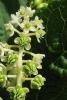 Phytolacca Americana Pokeweed Flower Blooming - Blank 150 Page Lined Journal for Your Thoughts, Ideas, and Inspiration (Paperback) - Unique Journal Photo