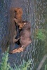 Cow Moose and Her Calf in Glacier National Park, Montana - Blank 150 Page Lined Journal for Your Thoughts, Ideas, and Inspiration (Paperback) - Unique Journal Photo