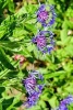 Mountain Knapweed Blooming Purple, for the Love of Flowers - Blank 150 Page Lined Journal for Your Thoughts, Ideas, and Inspiration (Paperback) - Unique Journal Photo