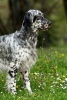 English Setter -  Journal/Notebook/Diary 160 Pages (Paperback) - Artified Pets Photo