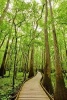 A Trail Through the Forest in Congaree National Park South Carolina Journal - 150 Page Lined Notebook/Diary (Paperback) - Cs Creations Photo