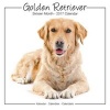 Golden Retriever Studio Calendar 2017 (Calendar) - Avonside Publishing Ltd Photo