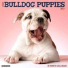 Just Bulldog Puppies (Calendar) - Willow Creek Press Photo