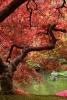 An Enormous Japanese Maple Tree with Brilliant Pink Leaves - Blank 150 Page Lined Journal for Your Thoughts, Ideas, and Inspiration (Paperback) - Unique Journal Photo