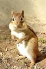 Chipmunk Checking You Out Journal - 150 Page Lined Notebook/Diary (Paperback) - Cool Image Photo