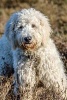 Goldendoodle in a Field, for the Love of Dogs - Blank 150 Page Lined Journal for Your Thoughts, Ideas, and Inspiration (Paperback) - Unique Journal Photo