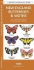 New England Butterflies & Moths - A Folding Pocket Guide to Familiar Species (Pamphlet) - James Kavanagh Photo