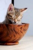 Cute Kitten Napping in a Wooden Salad Bowl Journal - 150 Page Lined Notebook/Diary (Paperback) - Cs Creations Photo