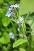 Myosotis Arvensis Field Forget Me Not Flowers Blooming - Blank 150 Page Lined Journal for Your Thoughts, Ideas, and Inspiration (Paperback) - Unique Journal Photo