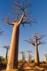 Baobab Trees in Madagascar Journal - 150 Page Lined Notebook/Diary (Paperback) - Cool Image Photo