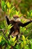 Say Hello to the Purple-Faced Langur Monkey Journal - 150 Page Lined Notebook/Diary (Paperback) - Cool Image Photo