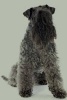 Kerry Blue Terrier -  Journal/Notebook/Diary, 6" by 9" and 160 Pages (Paperback) - Artified Pets Photo