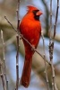 Red Cardinal Bird Journal - 150 Page Lined Notebook/Diary (Paperback) - Cs Creations Photo