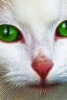 A White Cat with Bright Green Eyes - Blank 150 Page Lined Journal for Your Thoughts, Ideas, and Inspiration (Paperback) - Unique Journal Photo