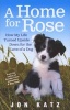 A Home for Rose - How My Life Turned Upside Down for the Love of a Dog (Paperback) - Jon Katz Photo