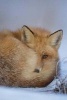 A Cute Fox Curled Up to Stay Warm - Blank 150 Page Lined Journal for Your Thoughts, Ideas, and Inspiration (Paperback) - Unique Journal Photo