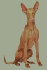 Pharaoh Hound -  Journal/Notebook/Diary, 6" by 9" and 160 Pages (Paperback) - Artified Pets Photo