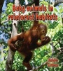 Baby Animals in Rainforest Habitats (Hardcover) - Bobbie Kalman Photo