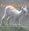 Baby Mountain Sheep (Hardcover) - Aubrey Lang Photo