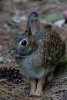 A Wild Bunny Rabbit Hopping in the Woods - Blank 150 Page Lined Journal for Your Thoughts, Ideas, and Inspiration (Paperback) - Unique Journal Photo