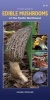 Field Guide to Edible Mushrooms of the Pacific Northwest (Pamphlet) - Daniel Winkler Photo