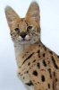 Serval Wild Cat Portrait Journal - 150 Page Lined Notebook/Diary (Paperback) - Cool Image Photo