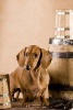 Dachsund Guarding the Beer, for the Love of Dogs - Blank 150 Page Lined Journal for Your Thoughts, Ideas, and Inspiration (Paperback) - Unique Journal Photo