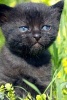 A Cute Little Black Kitten with Blue Eyes in a Field - Blank 150 Page Lined Journal for Your Thoughts, Ideas, and Inspiration (Paperback) - Unique Journal Photo