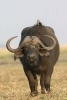 Cape Buffalo with Bird Passenger Journal - 150 Page Lined Notebook/Diary (Paperback) - Cool Image Photo