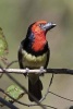 Black-Collared Barbet Bird Journal - 150 Page Lined Notebook/Diary (Paperback) - Cool Image Photo