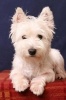 Westie Pup - West Highland Terrier Puppy Journal - 150 Page Lined Notebook/Diary (Paperback) - Cool Image Photo