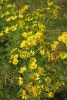 Jacobaea Vulgaris Ragwort Flowers Blooming in a Field - Blank 150 Page Lined Journal for Your Thoughts, Ideas, and Inspiration (Paperback) - Unique Journal Photo