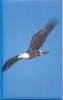 Eagle Blank Journal (Hardcover) - Nodin Press Photo