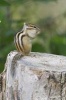 Siberian Chipmunk Journal - 150 Page Lined Notebook/Diary (Paperback) - Cool Image Photo