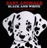 Baby Animals Black and White (Hardcover) - Phyliss Limbacher Tildes Photo