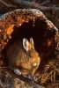 Snowshoe Hare in a Frosty Log Journal - 150 Page Lined Notebook/Diary (Paperback) - Cool Image Photo