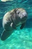 A West Indian Manatee Aka Sea Cow in the Ocean Journal - 150 Page Lined Notebook/Diary (Paperback) - Cs Creations Photo