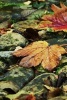 Autumn Leaves Fallen on a Moss Covered Pathway - Blank 150 Page Lined Journal for Your Thoughts, Ideas, and Inspiration (Paperback) - Unique Journal Photo