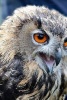 Beautiful Orange Eyes of the Eagle Owl, Birds of the World - Blank 150 Page Lined Journal for Your Thoughts, Ideas, and Inspiration (Paperback) - Unique Journal Photo