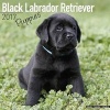 Black Labrador Retriever Puppies Calendar 2017 (Paperback) - Avonside Publishing Ltd Photo